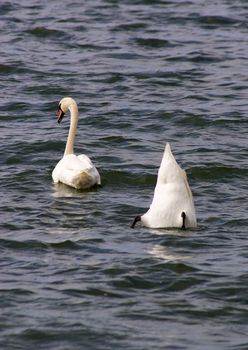 Swan