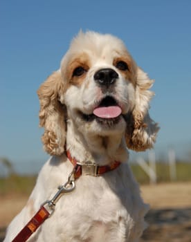 portrait of a beautiful purebred american spaniel cocker: cute little dog