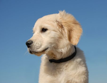 portrait of a very young puppy purebred golden retriever
