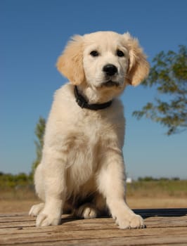 portrait of a very young puppy purebred golden retriever
