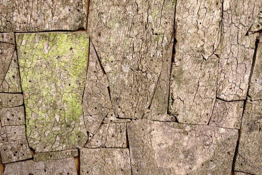 View of an old wooden pattern texture filled with moss.