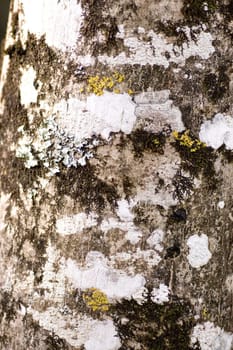 Close up view of some dry moss and lichen on a tree.