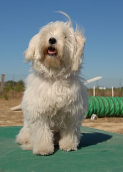 portrait of a beautiful little white dog: tulear coton


