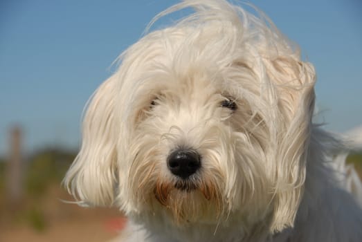 portrait of a beautiful little white dog: tulear coton