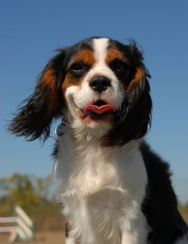 portrait of a beautiful cavalier king charles: cute little dog