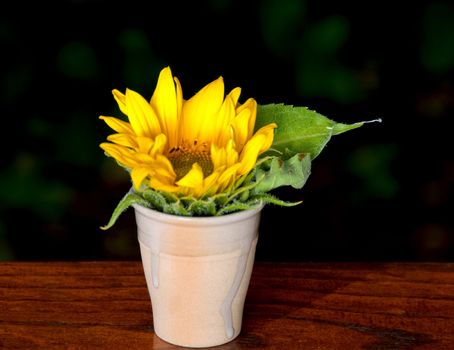 A small sunflower in an egg cup