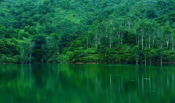 lake with tree