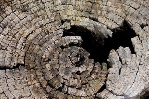 Close view of the circular design of the inside of the tree log.