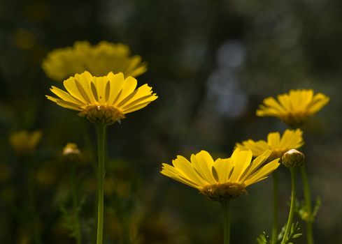 Anthemis tinctoria, or Golden Marguerite and Yellow Chamomile. Zakynthos Island, Geece.