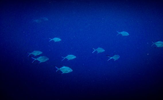 under water world at Maldives blue clear sea