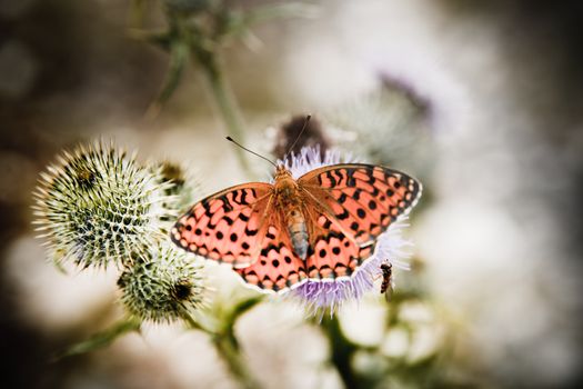 Closeup of a monarch butterfly on nice flower