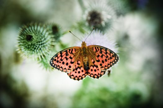 Closeup of a monarch butterfly on nice flower