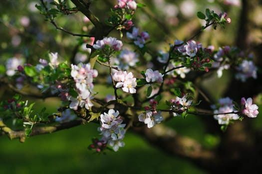 Cherry tree branch in bloom