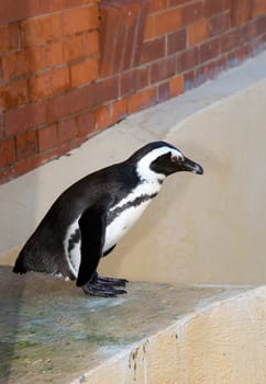 Penguin