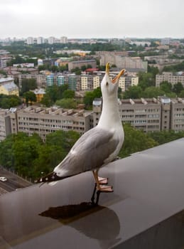 sea gull