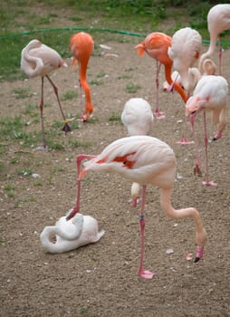 Flamingo