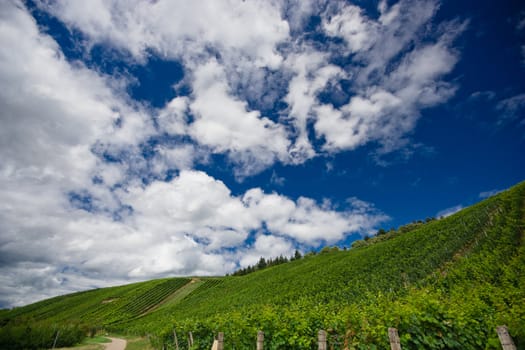 Vineyard rows in Germany