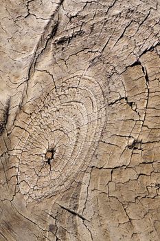 Close up view of some old texture of a wooden board.