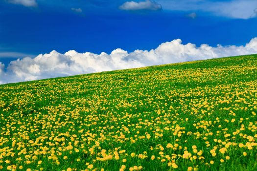 Spring landscape - green fields, the blue sky