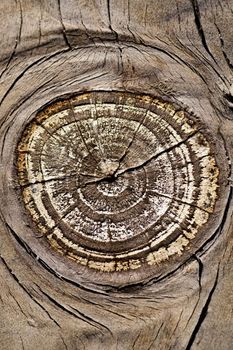 Close up view of some old texture of a wooden board.