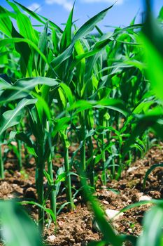 Row of corn on an agricultural field.