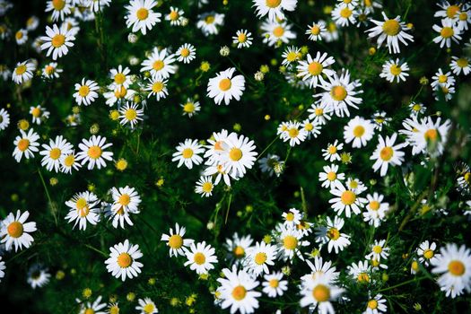 Spring grass field with many white daisies