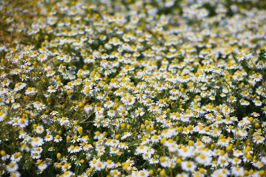 Spring grass field with many white daisies