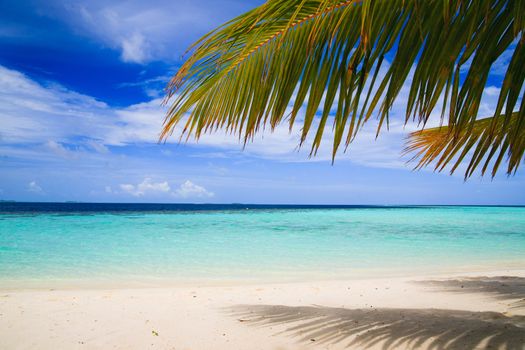 Tropical Paradise at Maldives with palms and blue sky