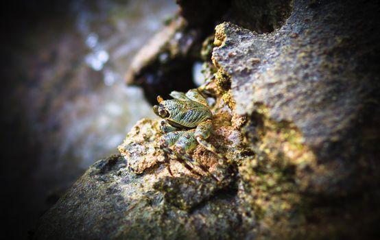 Green Crab on a stone at naturlal environment