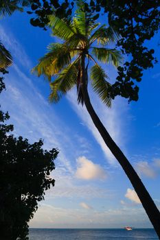 Tropical Paradise at Maldives with palms and blue sky