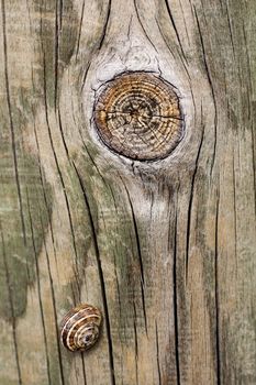 Close up view of some old texture of a wooden board and a snail.