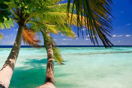 Tropical Paradise at Maldives with palms and blue sky