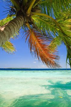 Tropical Paradise at Maldives with palms and blue sky