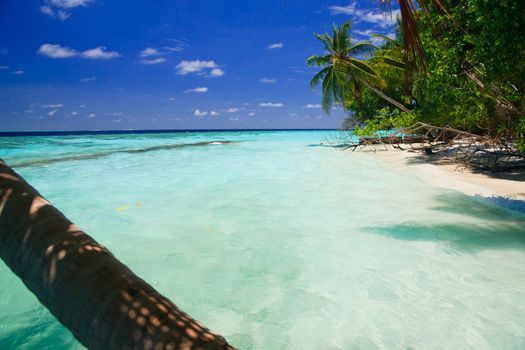 Tropical Paradise at Maldives with palms and blue sky