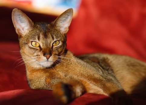 verry cool and wounderful young abyssinian cat photo