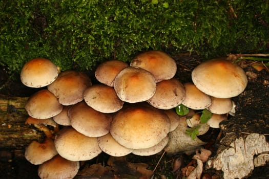 Sulphur Tuft (Hypholoma fasciculare) in a forest