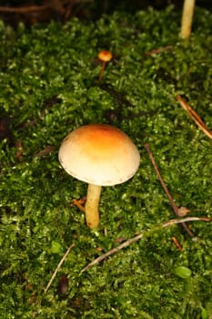 Sulphur Tuft (Hypholoma fasciculare) in a forest