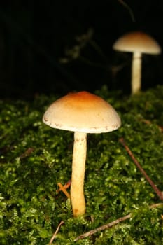 Sulphur Tuft (Hypholoma fasciculare) in a forest