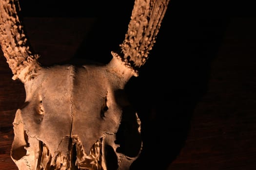 Creepy Deer Skull against the darkness of night.