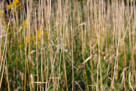 Close up of various plants in a northern Illinois prairie.