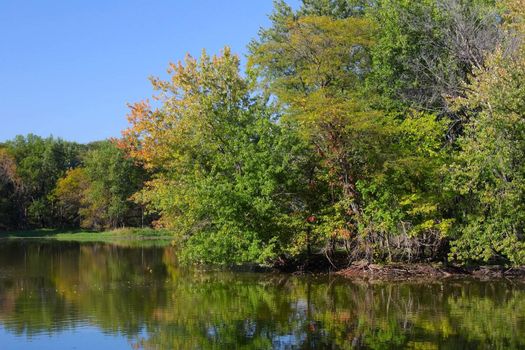 Vegetation reflected off a pond at Pecatonica Wetlands Forest Preserve in northern Illinois.