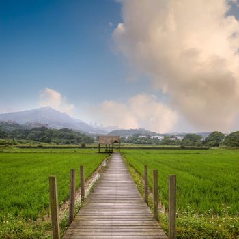 Attractive rural scenery with green farm and yellow wooden path and house under blue sky.