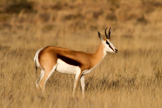 Male Springbuck standing on the African Grass Plains