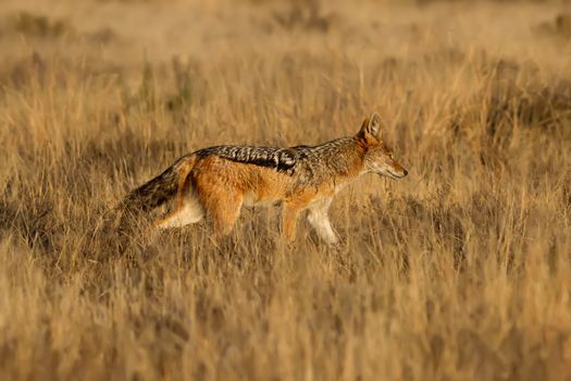 Black Backed Jackal hunting for food in the African Grass Fields