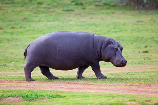 Rare sighting of a Hippo walking out of water
