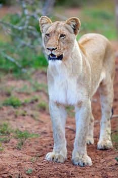 Lioness fixated on her prey