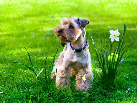 Yorkshire Terrier puppy on green grass