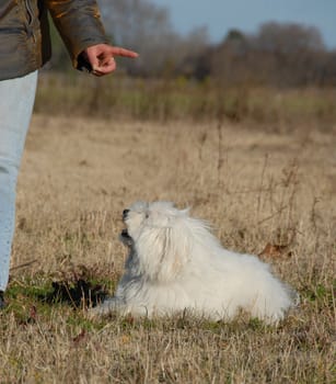 obeying little dog and his owner in a field