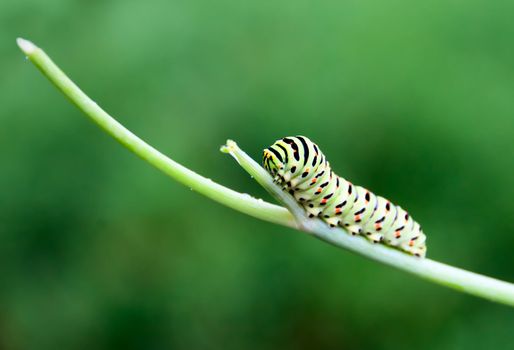 caterpillar on a branch