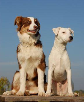 portrait of a  purebred jack russel terrier and a puppy australian shepherd

